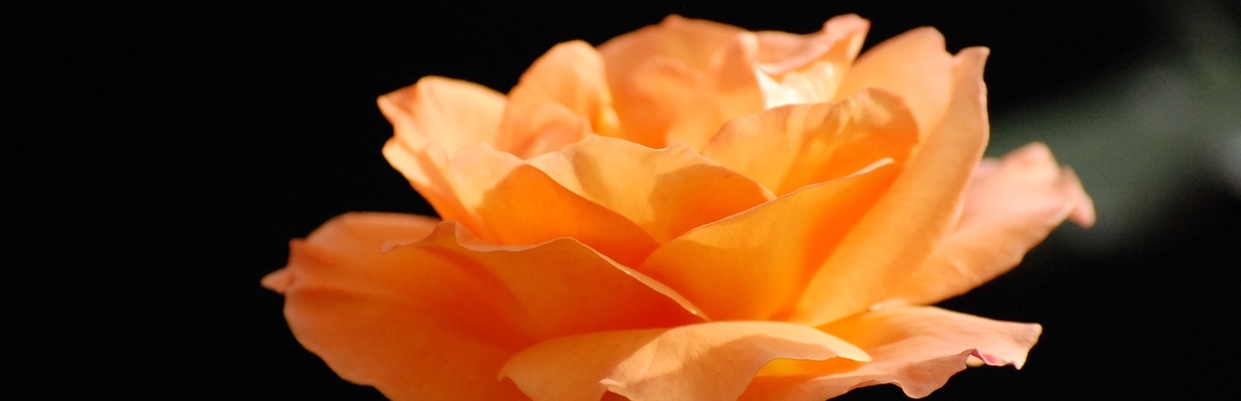 Rose orange en gros plan, symbole de beauté et d'intériorité
